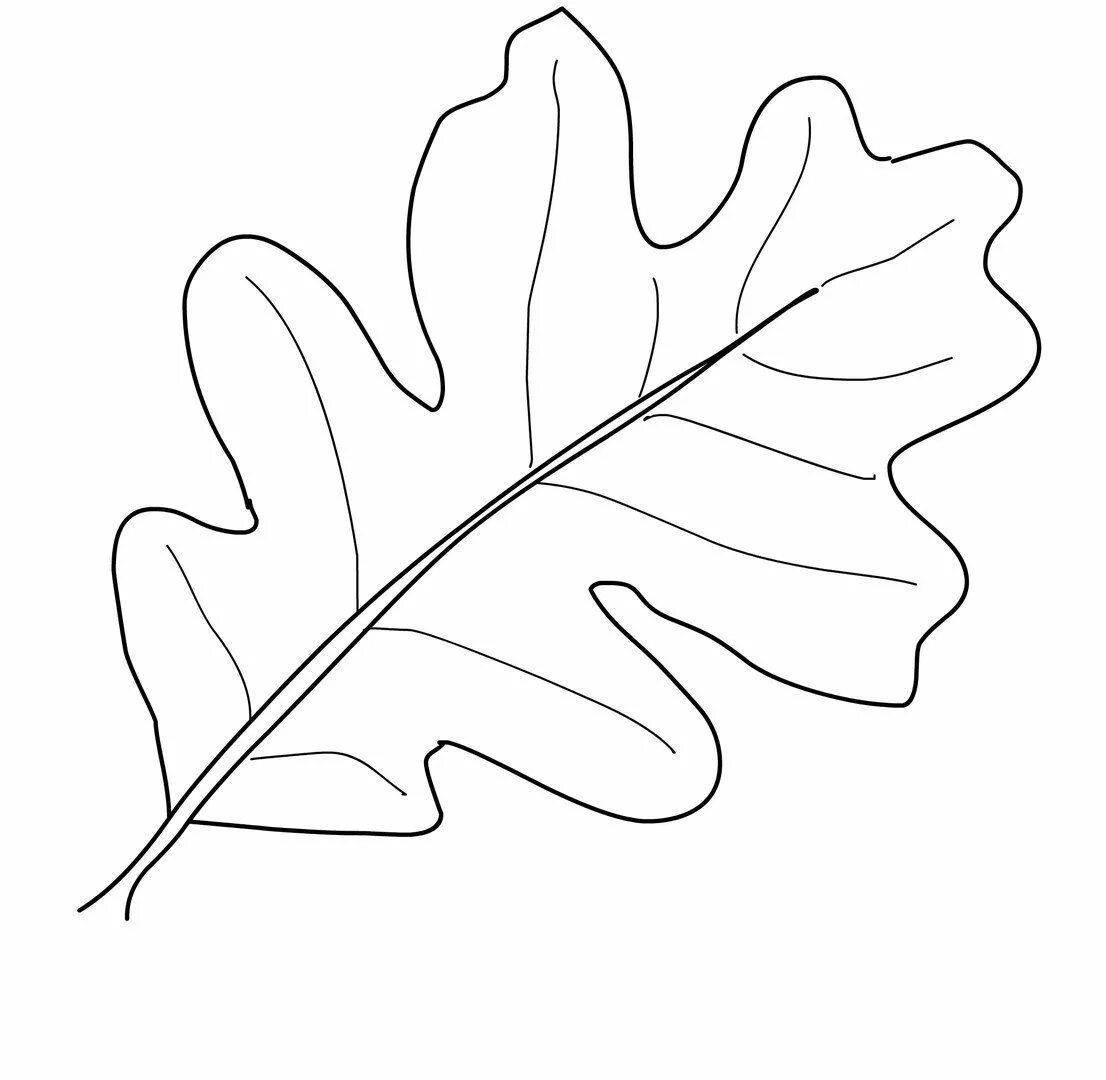 Красивые шаблоны листьев. Листья раскраска. Дубовый лист трафарет. Трафареты "листья". Трафареты осенних листьев.