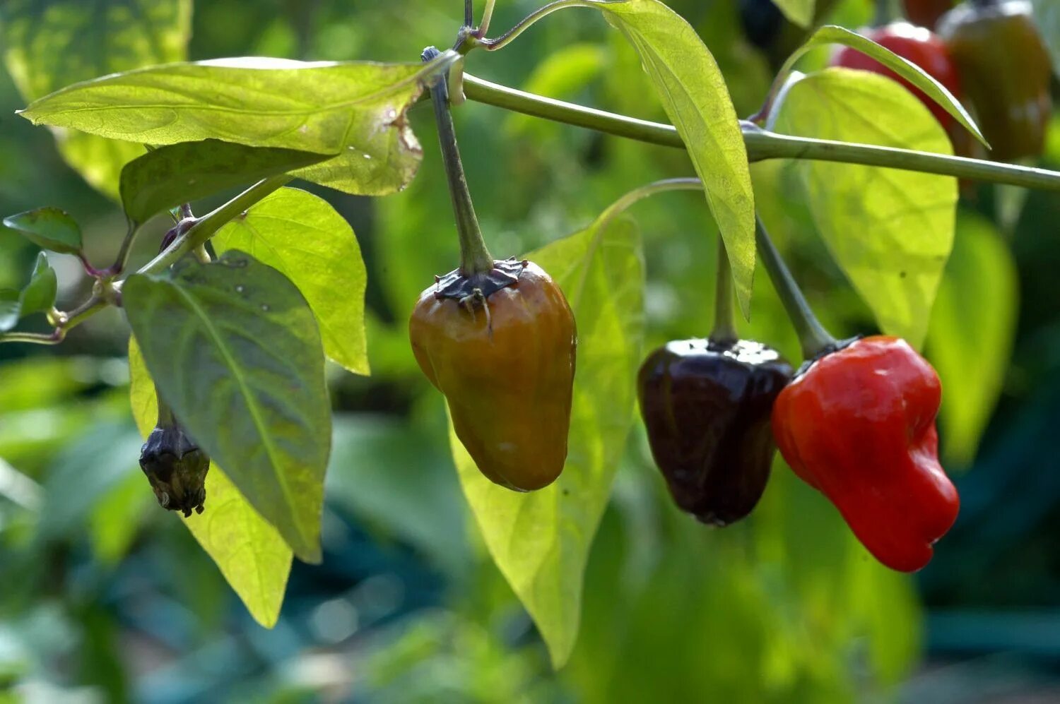 Pepper c. Перец Блэк Пеппер. Перец Scorpion Trinidad. Black Scorpion перец. Перец острый острый язычок.