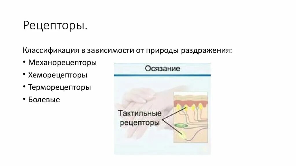 Классификация рецепторов в зависимости от природы раздражителя. Раздражение тепловых рецепторов. Хеморецепторы терморецепторы механорецепторы. Рецепторы по природе раздражителя.