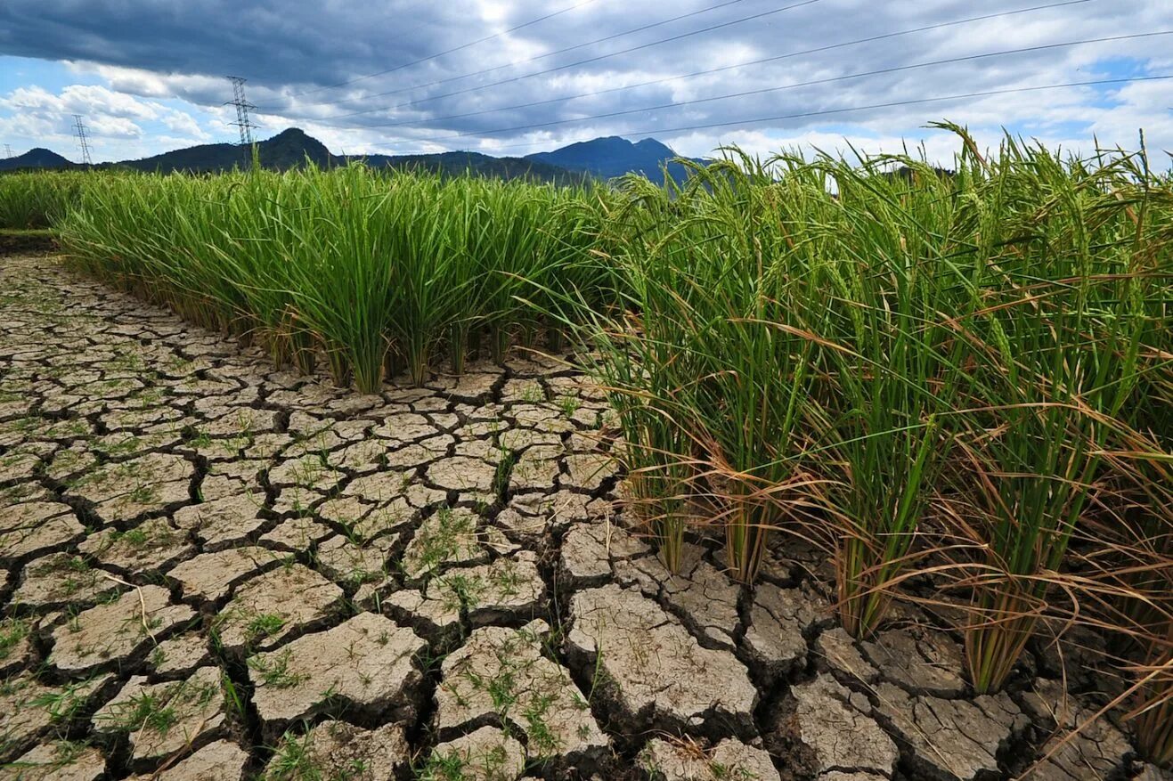 Засуха растений. Засуха в природе. Сельскохозяйственные засухи. Засуха урожай.