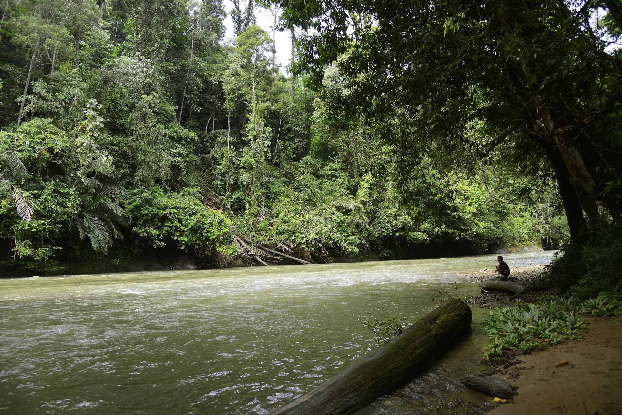 Jungle river