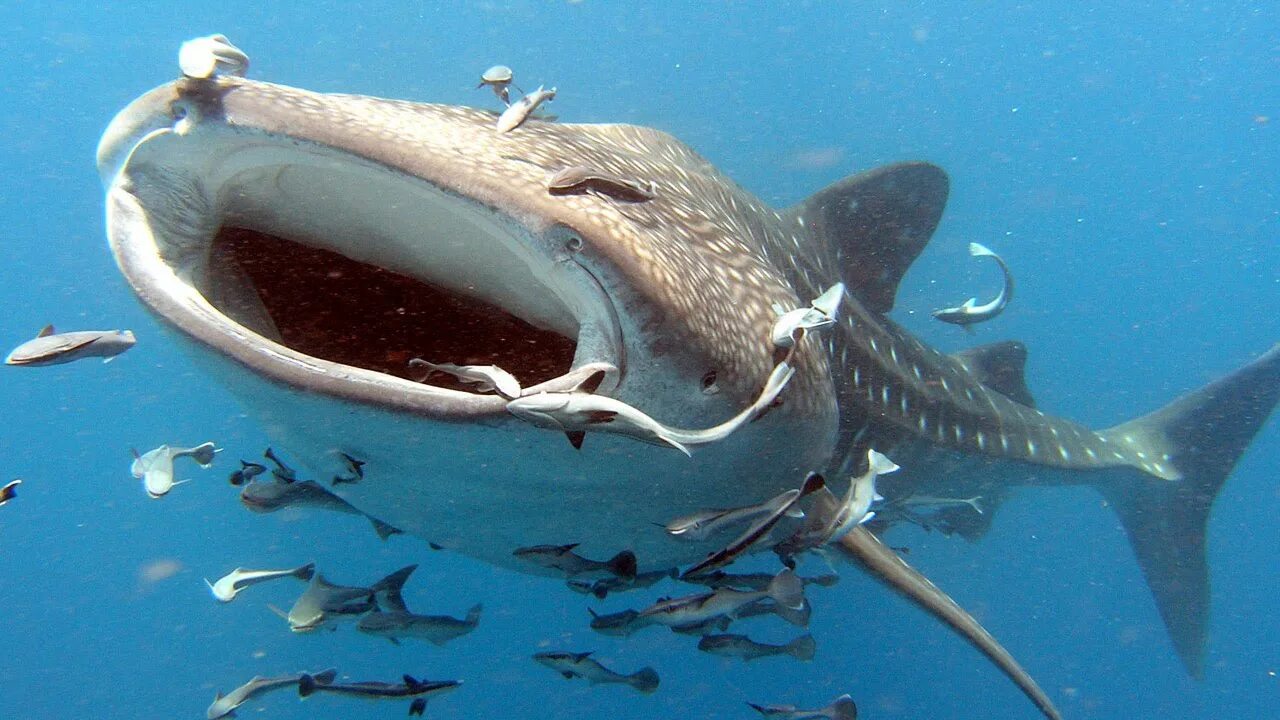 Китовая акула. Гигантская китовая акула. Китовая акула фото. Самая большая акула в мире китовая акула.