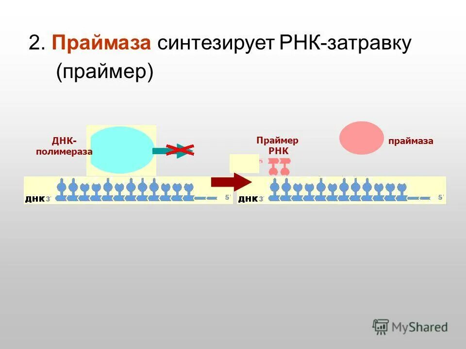 Нахождение в клетке днк и рнк. Акцептор трнк. Рнк 2. Задачи по биологии 9 класс днк и рнк с решением. Нуклеиновые структуры днк рнк.