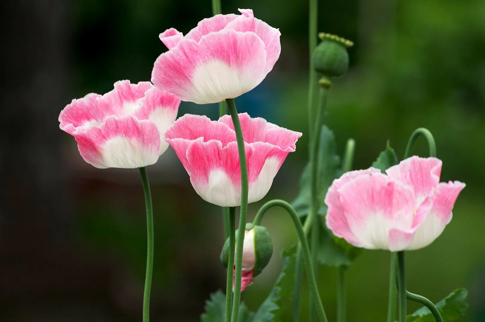 Мак Papaver розовый. Розовые маки. Нежно розовые маки. Маки розовые сортовые. Розовый мак 2