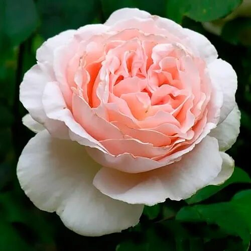 MEILLAND International Rose trees Romantica