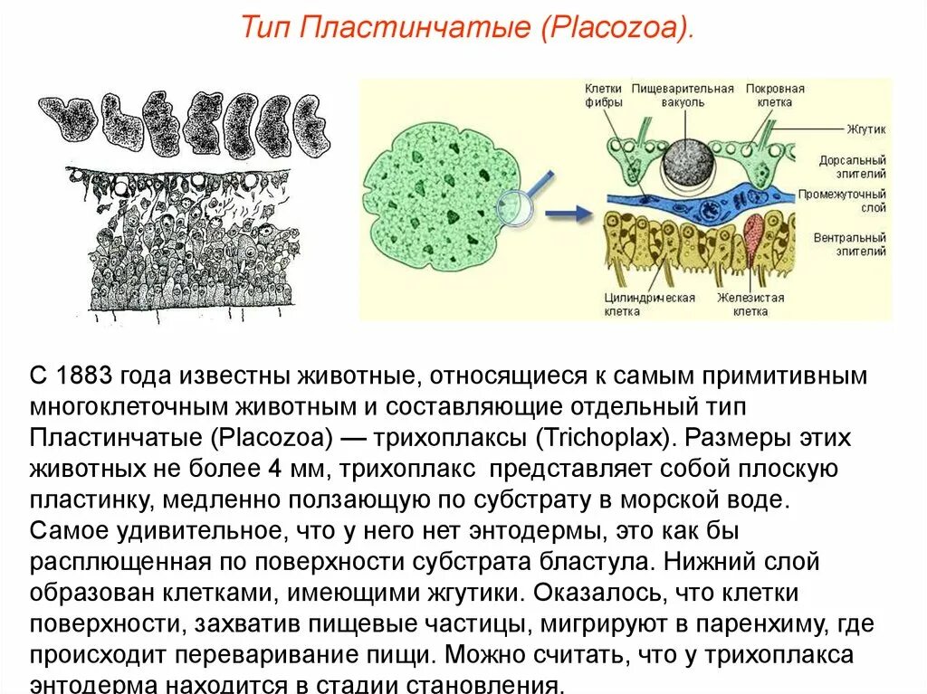 Тип пластинчатые. Трихоплакс. Тип пластинчатые строение. Пластинчатые клетки