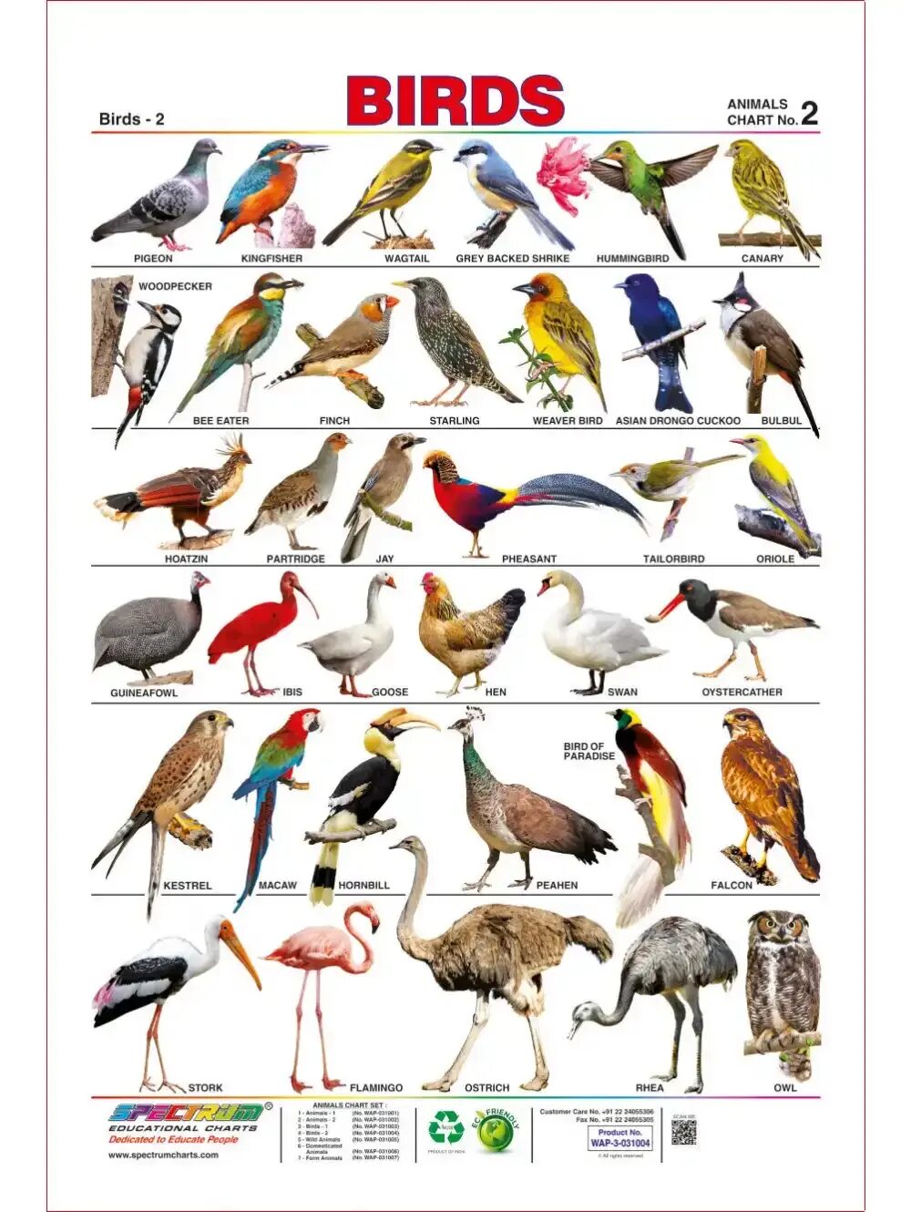 Говорящие птицы названия. Название животных и птиц. Название птиц. Название птиц по алфавиту. Название всех птичек.