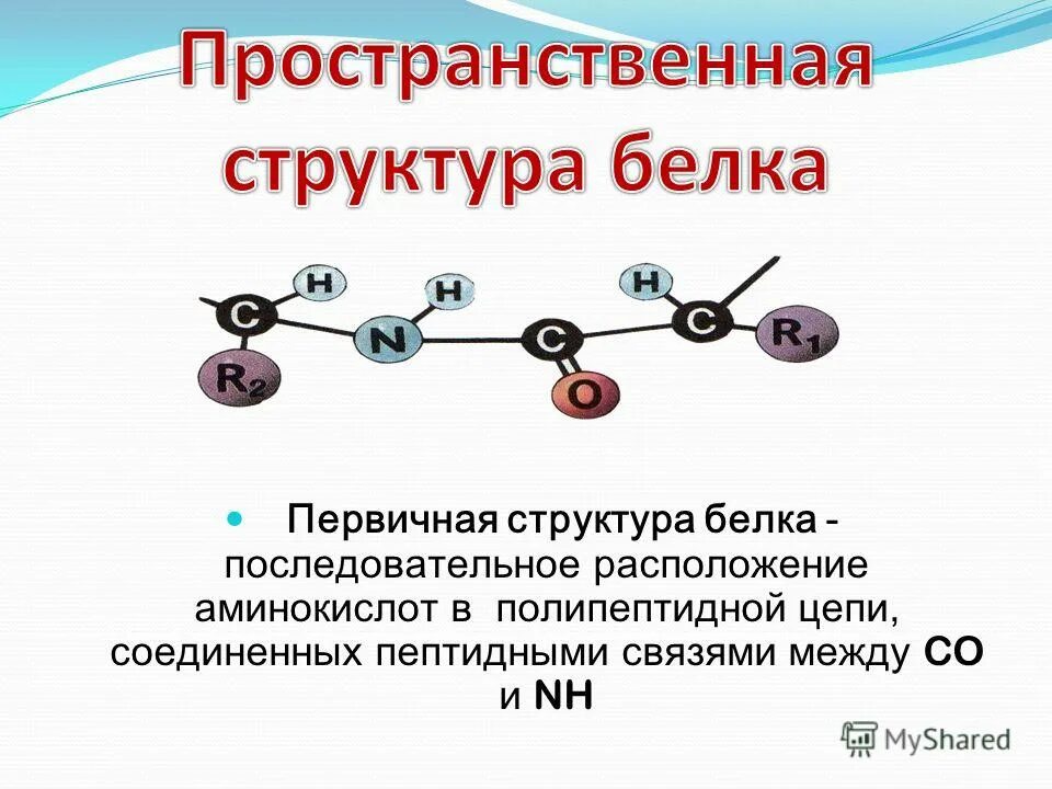 Первичная структура белка мономер. Пространственная структура белков. Первичная структура белка аминокислоты. Первичная структура белка структура мономер.