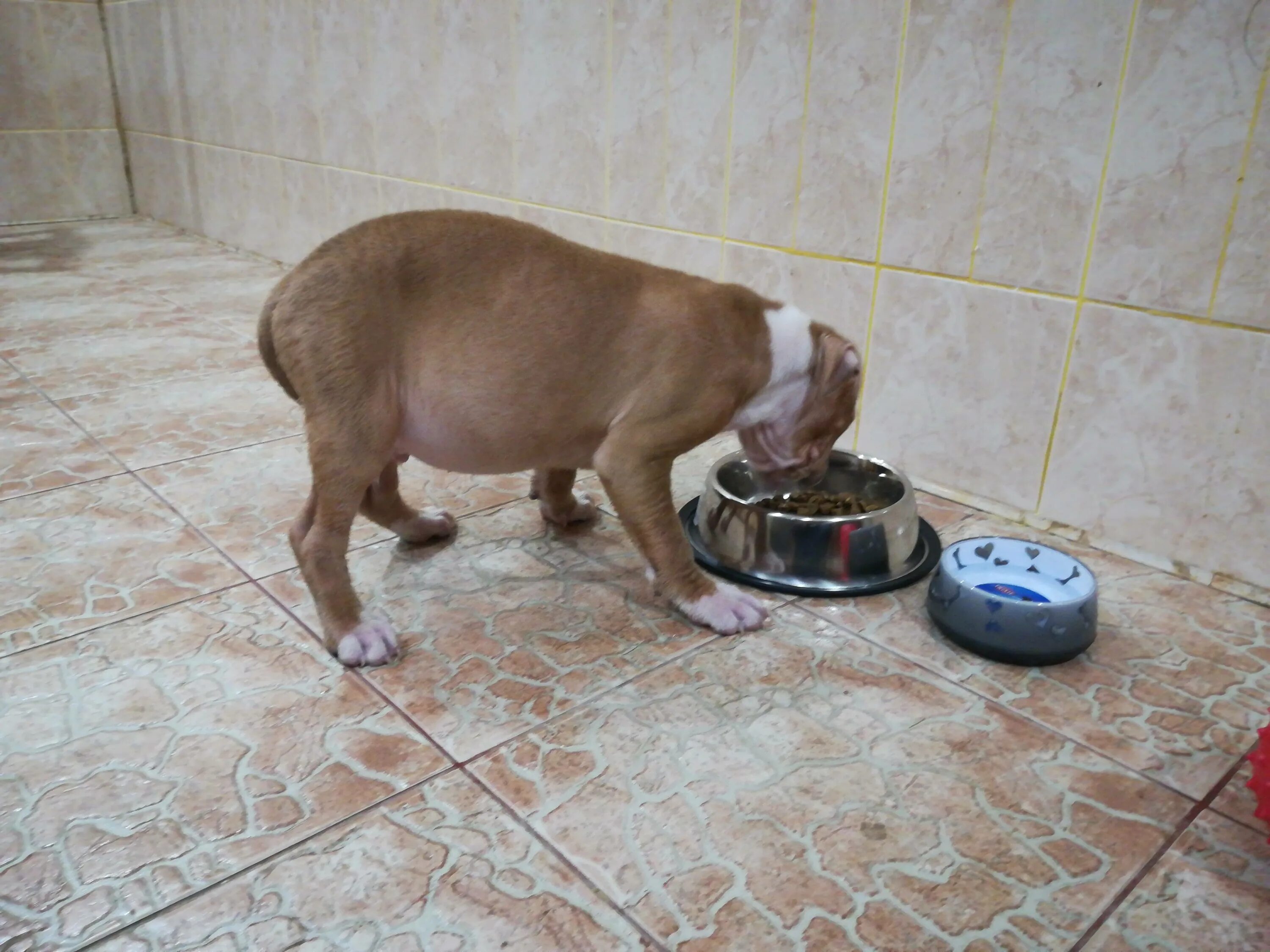 Корм для стаффа. Стаффордширский терьер питание щенка. Корм для стаффа. Корм для стаффордширского терьера. Американский стаффордширский терьер рацион.