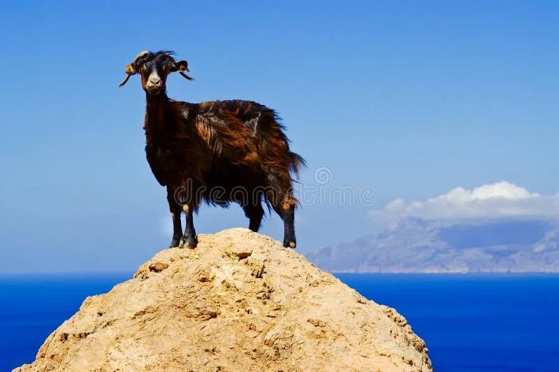 Goat on the beach stock image. Image of plant, grass - 103181825