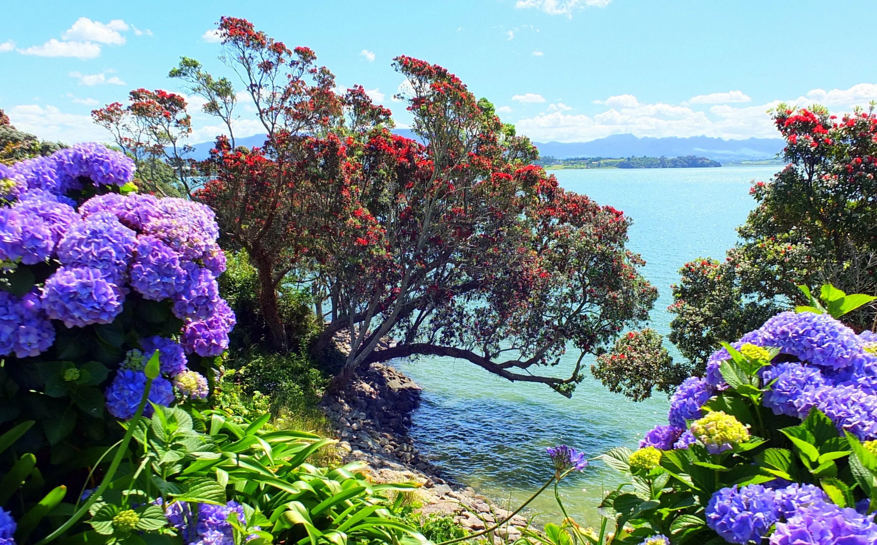 Яркие цветы на море. Мадейра гортензии. Азорские острова гортензии.