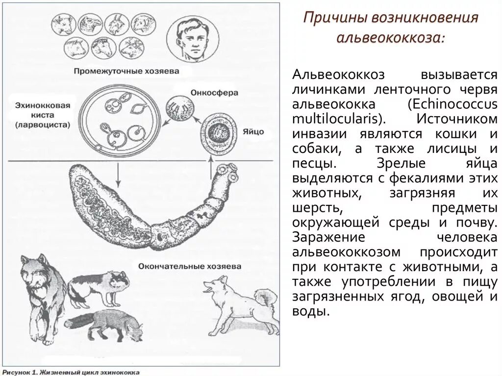 Какой цифрой на рисунке обозначена яйцо эхинококка. Строение личинки альвеококка. жизненный цикл альвеококка. строение альвеолярного эхинококка. эхинококкоз онкосфера.