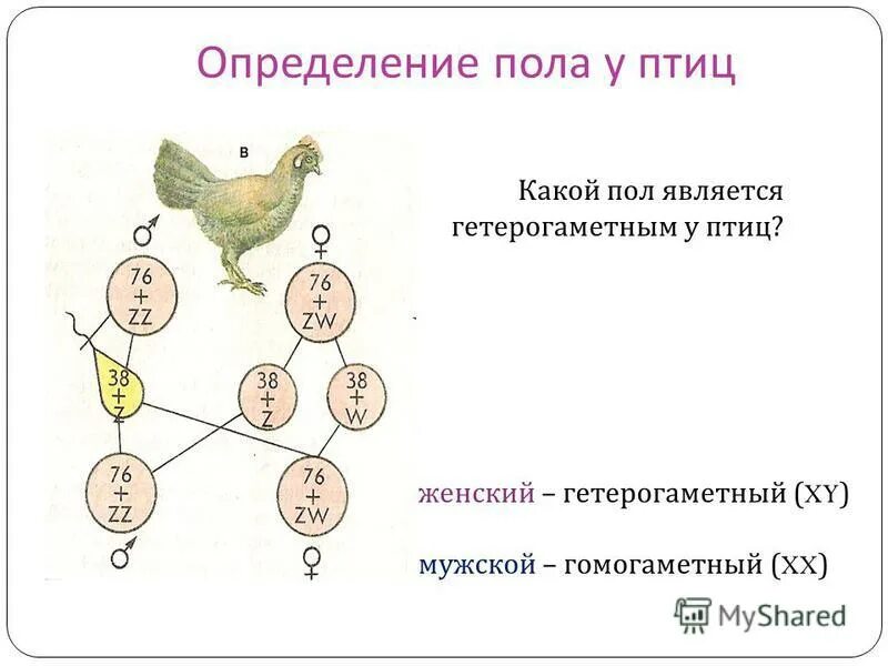 Что такое гомогаметный и гетерогаметный пол