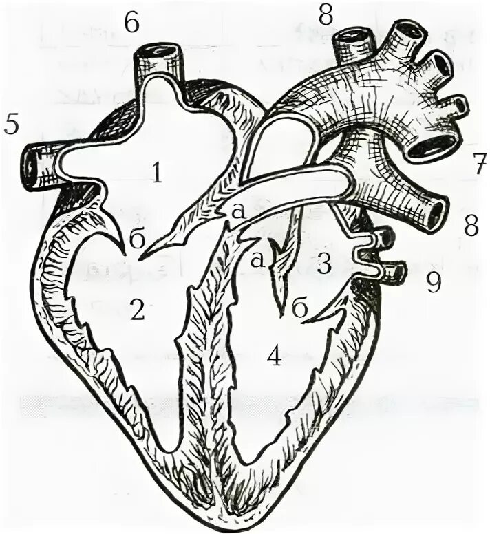 Обозначьте рисунок строение сердца. Строение сердца схема без подписей. Строение сердца анатомия без подписей. Сердце в разрезе рисунок. Строение сердцачеорно белое.