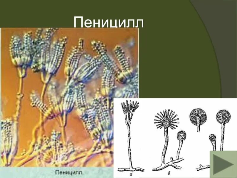 Что представляет собой пеницилл. Грибница гриба пеницилл. строение плесени пеницилл. плесневый гриб пеницилл. пеницилл многоклеточный гриб.