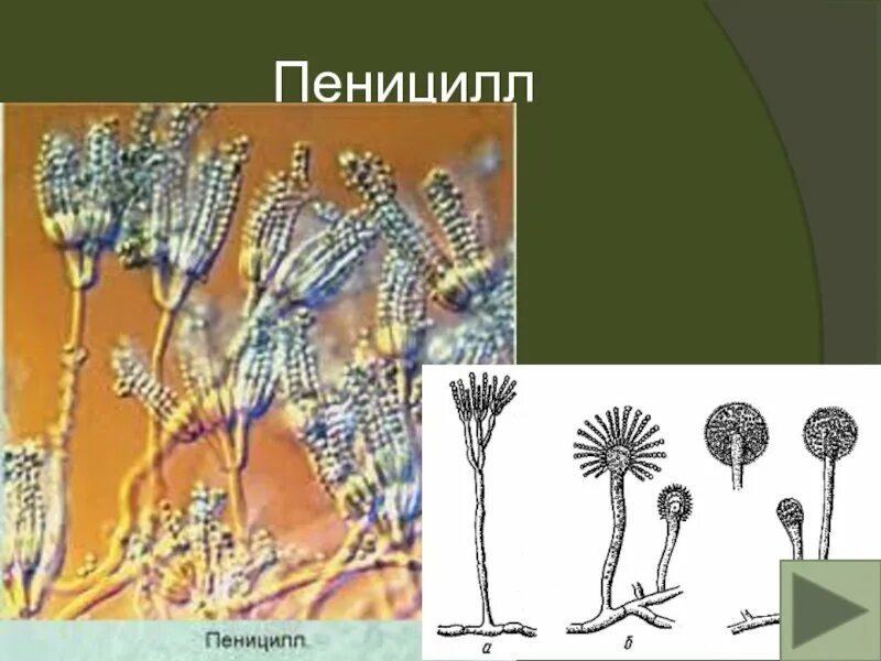 Строение плесневого гриба пеницилла. Нитчатый гриб пеницилл. Плесневые грибы пеницилл. Гриб мукор и пеницилл. Пеницилл группа организмов