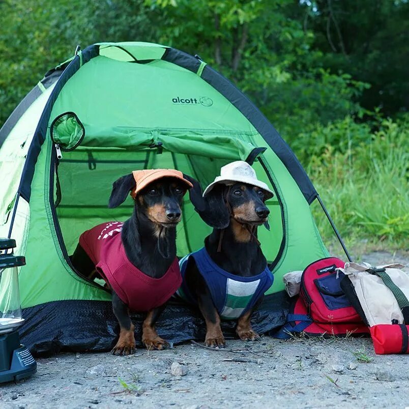 She go camping. палатка walk. вечеринка в палатке. туристический поход. She go camping.
