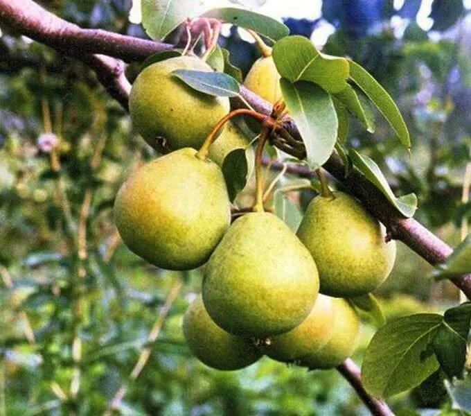 Сорт груши Сибирячка. Груша Триумф Пакгама. Груша Сибирячка дерево. Груша сорт сапфира отзывы