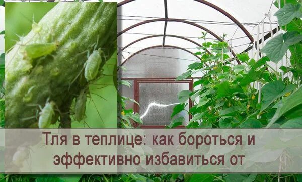 Как избавиться от тли в парнике. Обработать теплицу. Чем обработать теплицу осенью от вредителей белокрылки. Стадии развития белокрылки. Дезинфекция грунта в теплице.