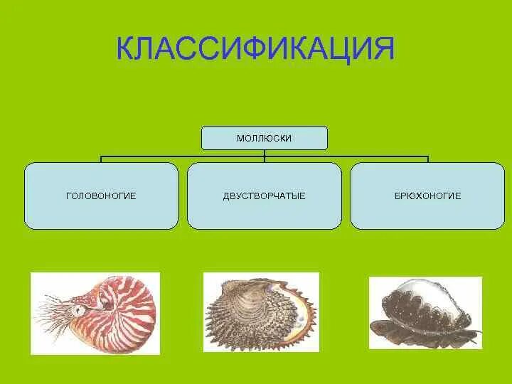 Тип моллюски брюхоногие двустворчатые головоногие. Тип моллюски брюхоногие двустворчатые головоногие