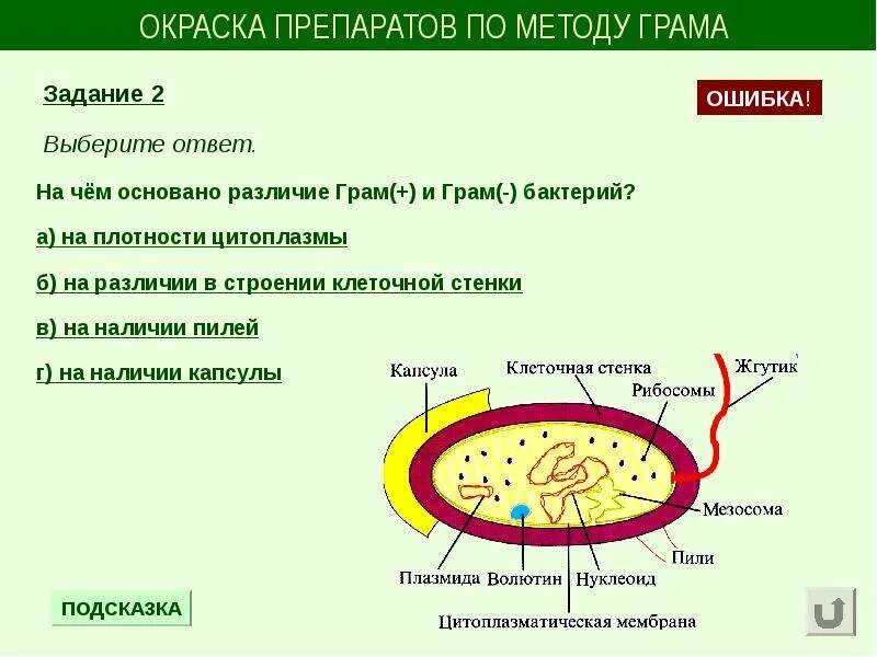 Окраска спор бактерий. Окраска препаратов по методу грама. Окраска бактерий по методу грама. Механизм окраски по методу грама. Окрашивание по Граму методика.