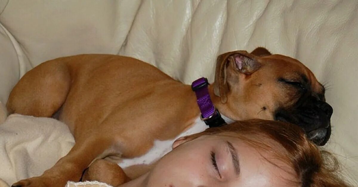 Спящие собаки. Девушка с собакой в кровати. Собака на руках во сне