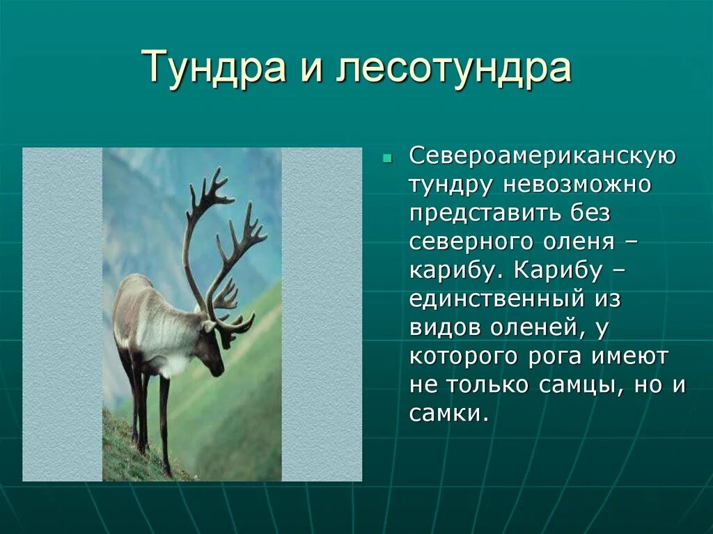 На каком материке северный олень. Олень Карибу Северной Америки. Северный олень Карибу. Северный олень природная зона. Олень в природной зоне.