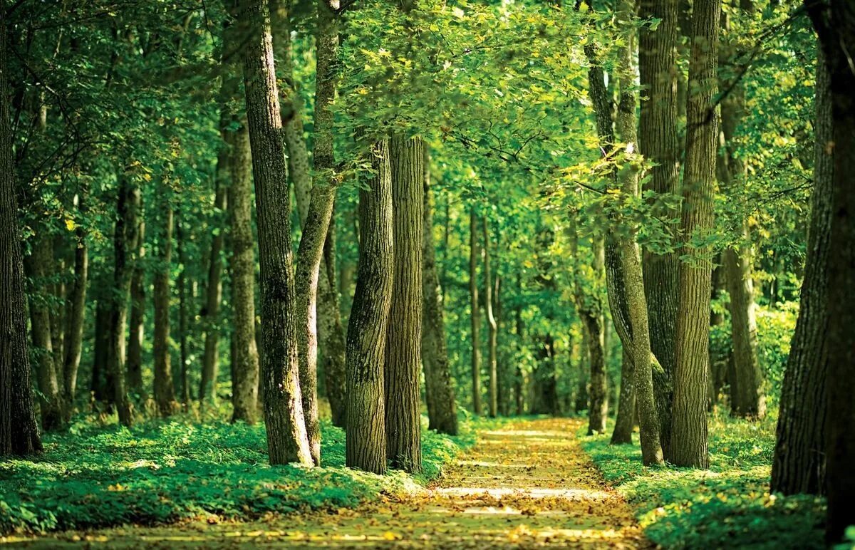 Bo path