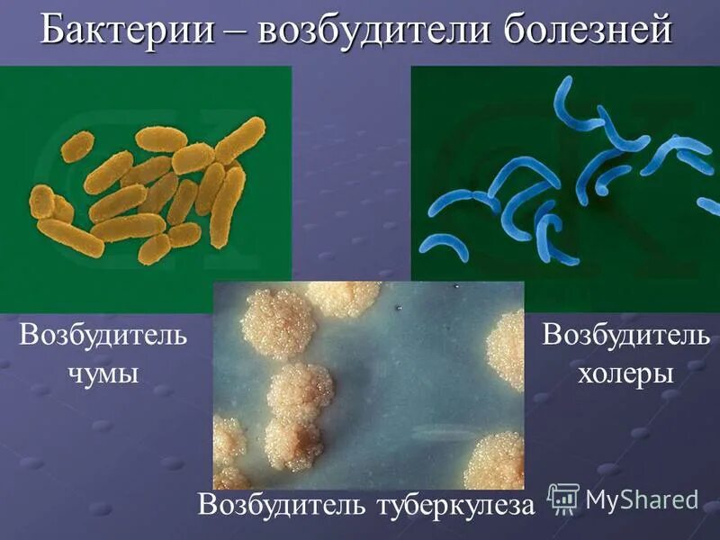 Микроорганизмы это живые организмы. Болезни вызываемые бактериями. Заболевания вызванные бактериями. Бактерии возбудители заболеваний. Возбудители бактериальных заболеваний человека.