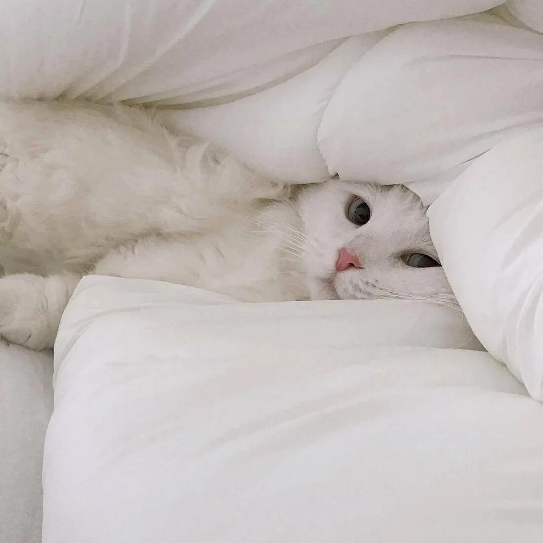 Кровать кошечка. Милые котики. Котик в кровати. Кошечка в кроватке.
