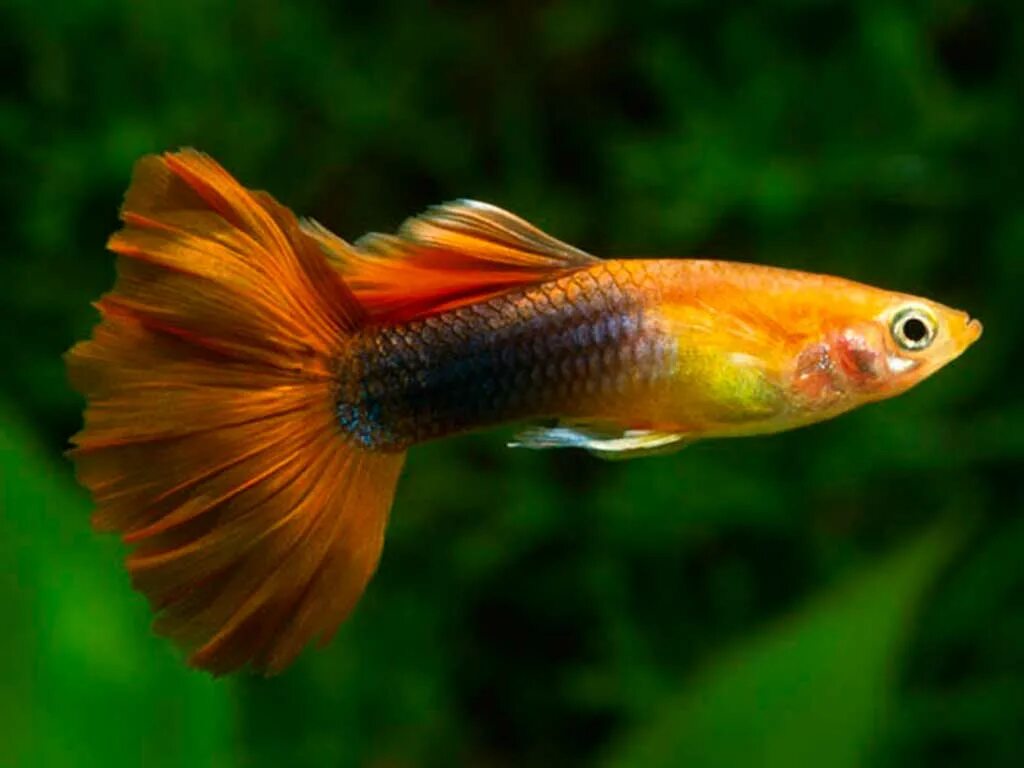 Рыбка гуппи вуалехвост. Породы рыб аквариумных гуппи. Гуппи пчелка. Гуппи размер. Гуппи аквариумные рыбки.