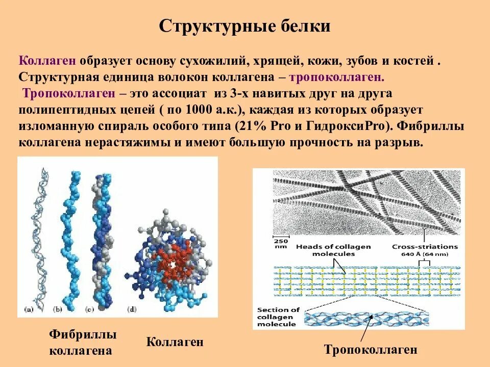 Белки в коже функция