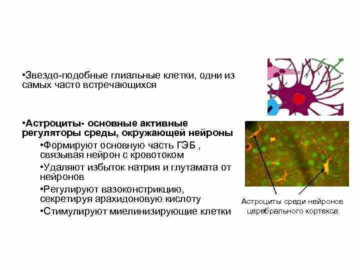 Астроцит клиника. Глиальные клетки. Глиальные клетки астроциты. Нейроны и глиальные клетки. Функции глиальных клеток.