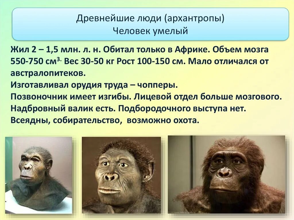 Прямоходящий умелый разумный. Человек умелый человек прямоходящий человек разумный. человек умелый объем мозга. архантропы древнейшие люди таблица. человек умелый это архантроп.