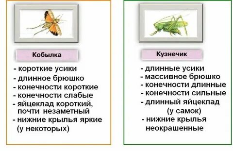 Зачем кобылка