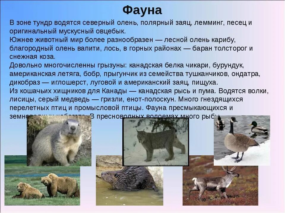 Сообщение о фауне