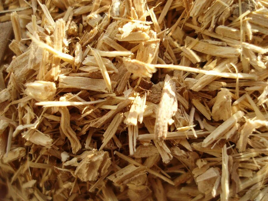 корень элеутерококка. элеутерококк (корень). элеутерококк колючий корневища и корни. женьшень сибирский (элеутерококк), корень. элеутерококк (корень).