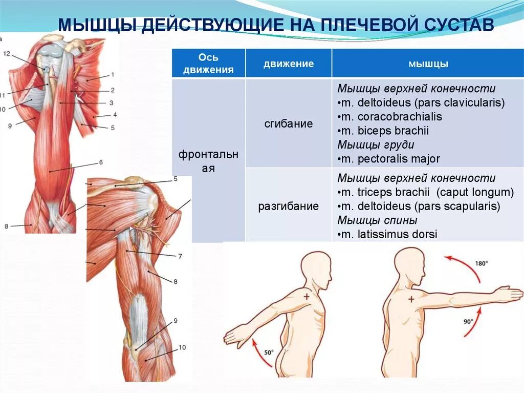 Мышцы и суставы. Мышцы разгибатели плечевого сустава. Какие мышцы действуют на плечевой сустав. Мышцы флексоры плечевого сустава. Плечевой сустав мышцы действующие на сустав.