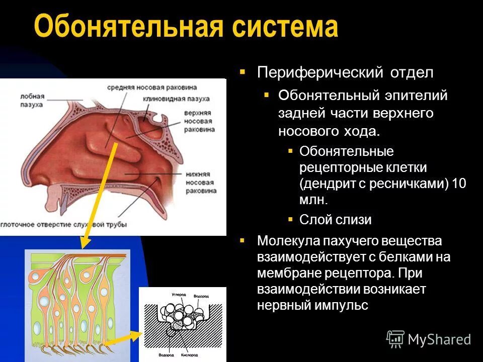 Обонятельную функцию выполняет