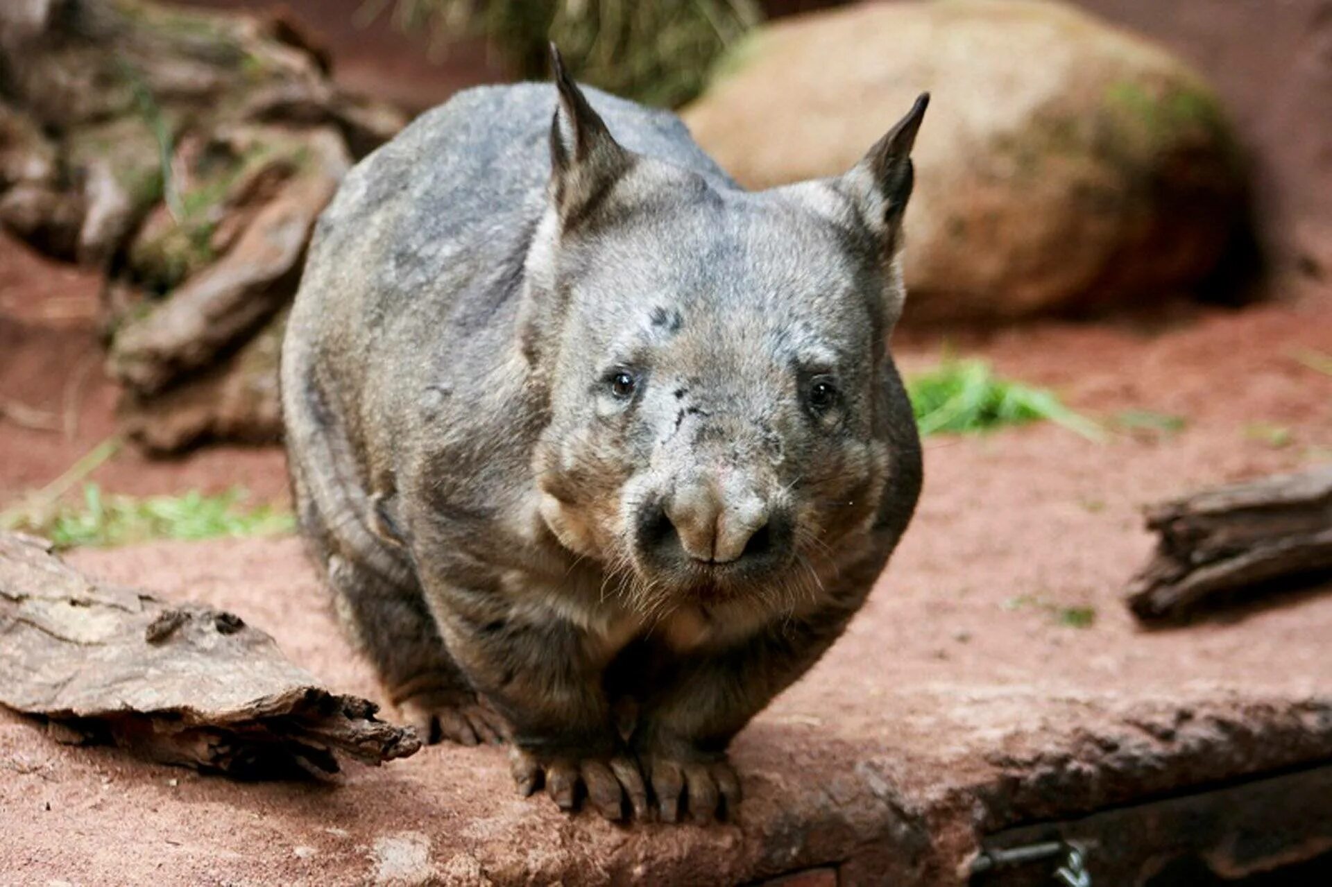 Wombat перевод. Шерстоносый вомбат. Тасманийский вомбат. Австралийский вомбат. Медвежий вомбат.