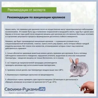 Когда можно покрыть крольчиху