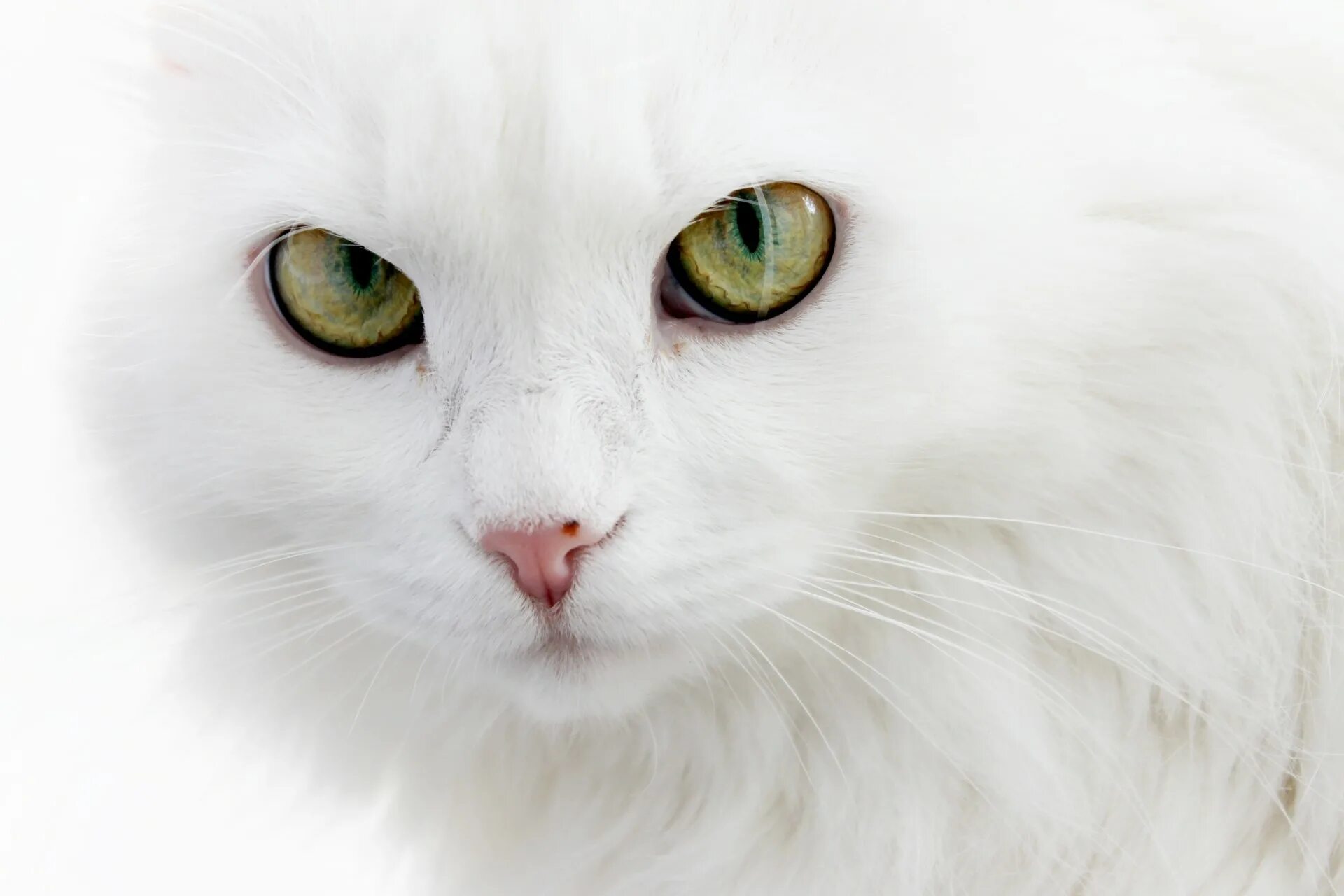 White. Турецкий Ван альбинос. Кошкина мордашка. Кошка белая. Белая кошка с зелеными глазами.