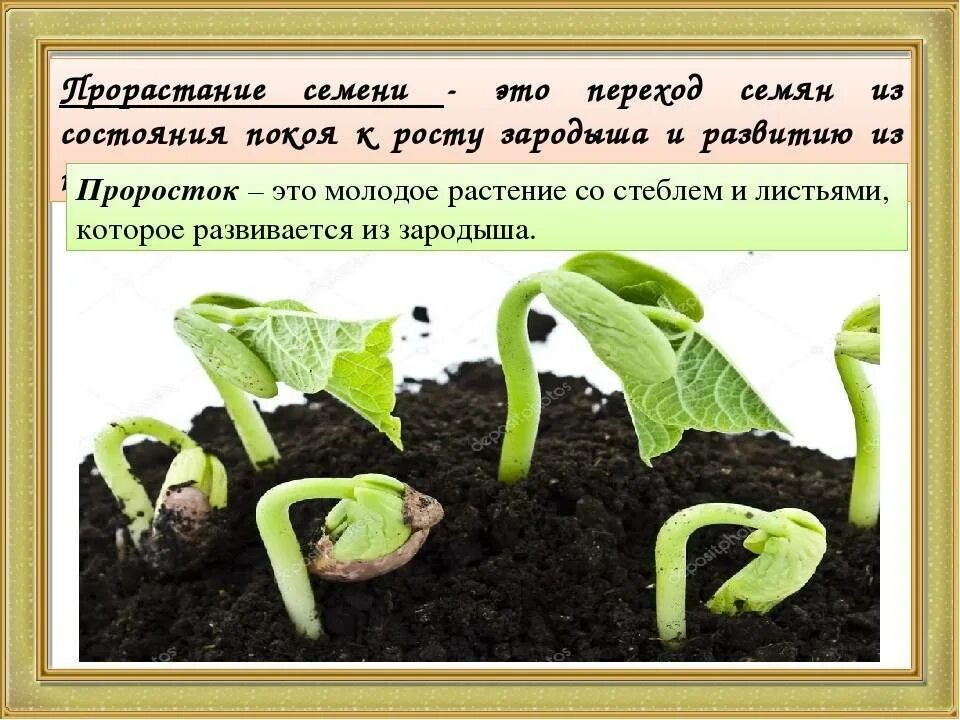 Прорастание растений. Способы прорастания семян. Прорастание семян 6 класс. Описание прорастания семян огурца.