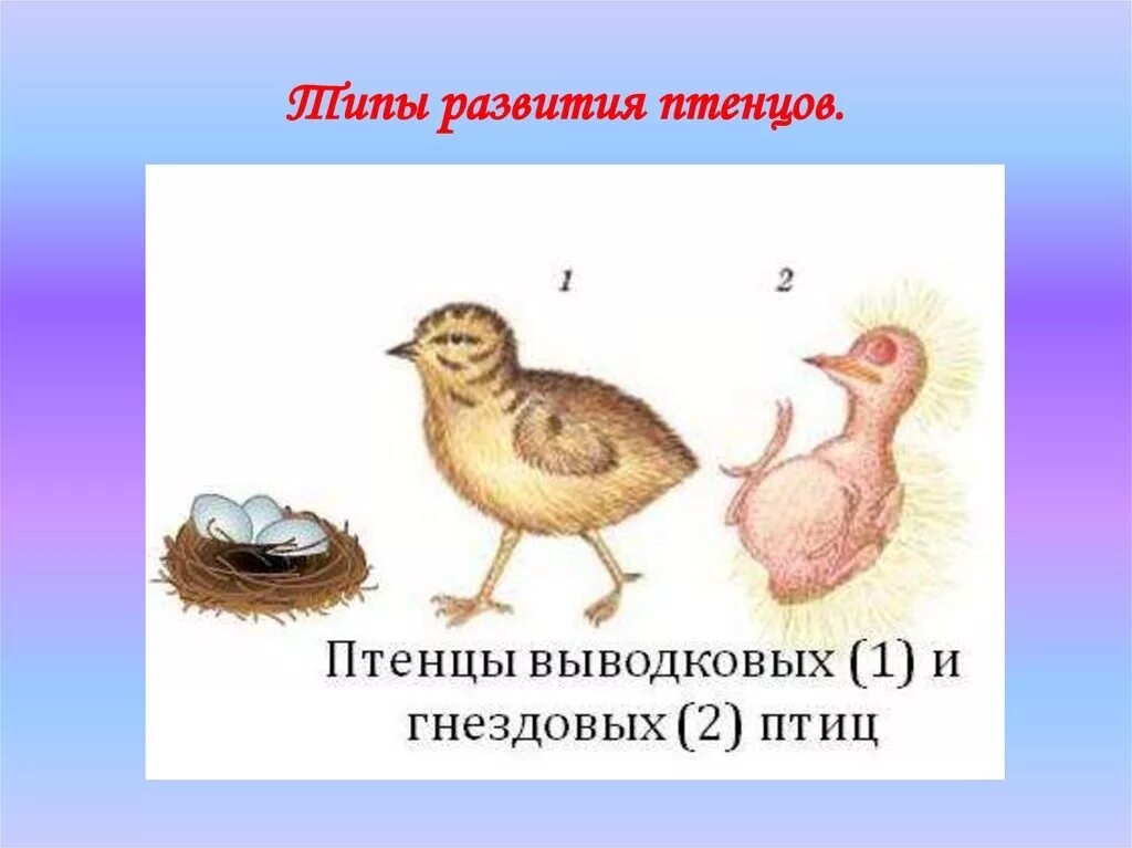 Выводковый Тип развития птенцов. Типы развития птиц выводковые гнездовые. Типы развития птиц птенцы типы. Птенцы выводковые и гнездовые. К птенцовым птицам относятся