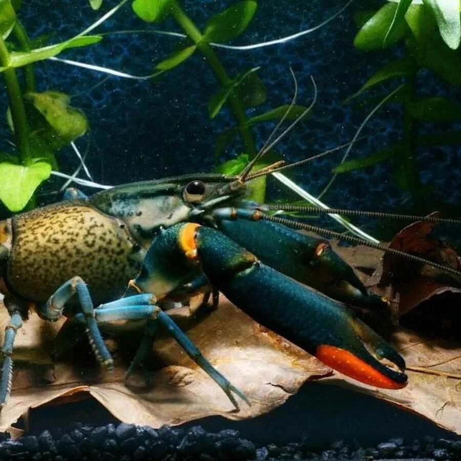 Раки в аквариуме содержание. Cherax quadricarinatus. Рак-херакс красноклешневый. Краб карликовый красноклешневый. Cherax peknyi.