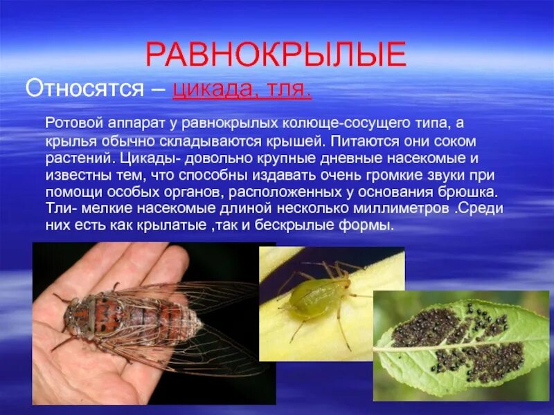 К какому отряду относится цикада равнокрылые. Отряд равнокрылые цикады. отряд равнокрылые тля. равнокрылые насекомые тля. равнокрылые тип развития.
