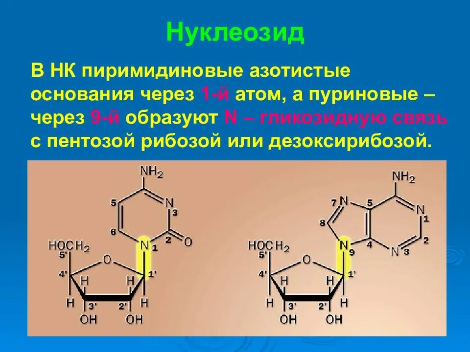 Строение пиримидиновых нуклеозидов. Пуриновые нуклеозиды и нуклеотиды.. Строение пуринового нуклеозида дезоксиаденозина. Пуриновые и пиримидиновые нуклеотиды.