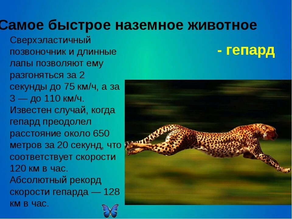 Какое животное слышит. Доклад о животных. Гепард презентация. Гепарды самая интересная информация. Интересные факты о гепарде.