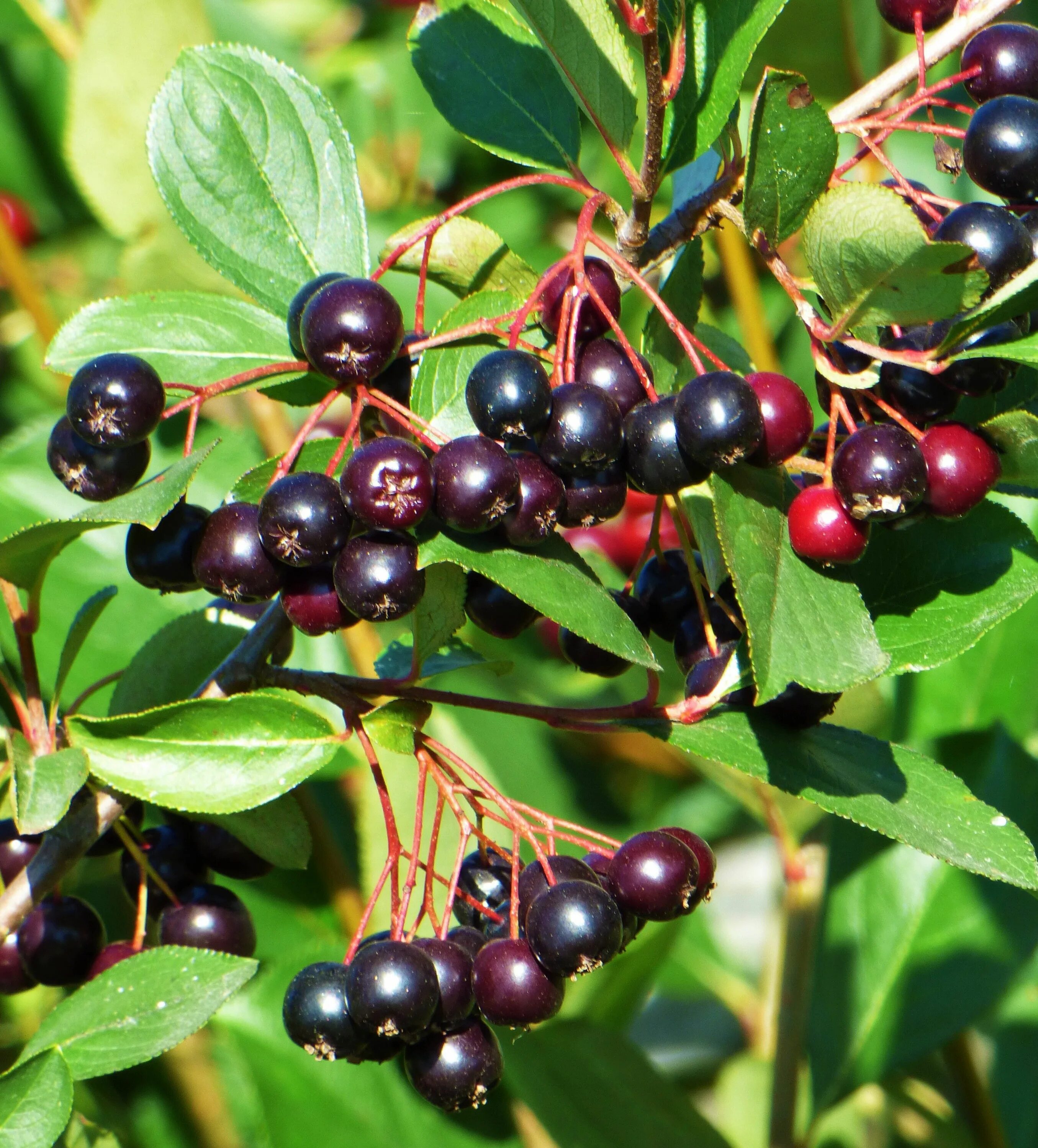 Черноплодка арония. Арония черноплодная (arónia melanocárpa). Кустарники черноплодной рябины. Арония черноплодная «хугин». Черноплодная рябина куст.