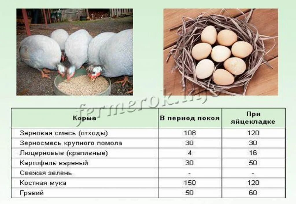 Сколько индюшка сидит на яйцах. Яйца цесарки. Яйцо цесарки фото. Яйцо цесарки и курицы. Яйца домашних птиц.